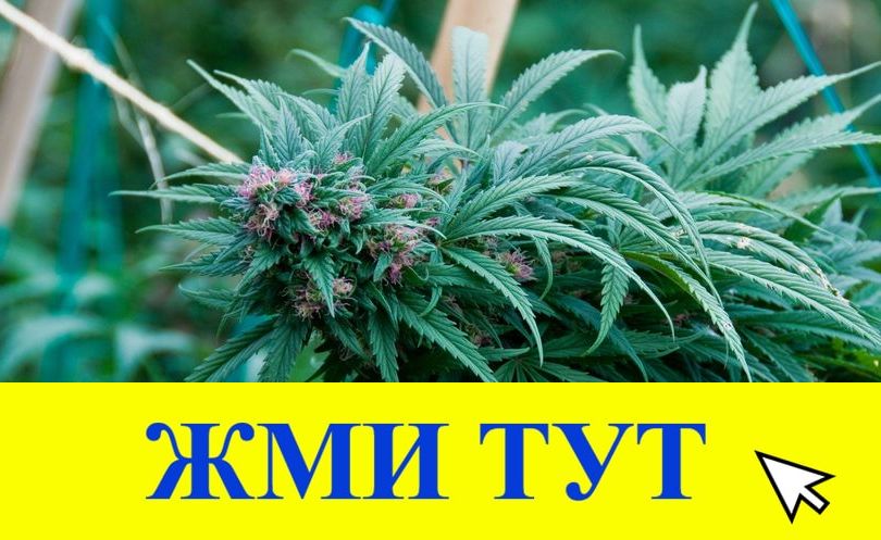 Купить наркотики в Мичуринске